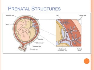 PRENATAL STRUCTURES
 