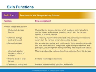 Skin Science Chapter Chapter 3 – Comprehensive Overview of Human Skin Structure, Functions ...