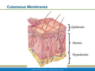 Chapter 3 – Comprehensive Overview of Human Skin Structure, Functions ...