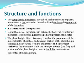 Structure and functions
 The cytoplasmic membrane, also called a cell membrane or plasma
  membrane. It lies internal to the cell wall and encloses the cytoplasm
  of the bacterium
 A. Structure and Composition
 Like all biological membranes in nature, the bacterial cytoplasmic
  membrane is composed phospholipid and protein molecules
 The phospholipid bilayer is arranged so that the polar ends of the
  molecules (the phosphate and glycerol portion of the phospholipid
  that is soluble in water) form the outermost and innermost
  surface of the membrane while the non-polar ends (the fatty acid
  portions of the phospholipids that are insoluble in water) form
  the center of the membrane
 