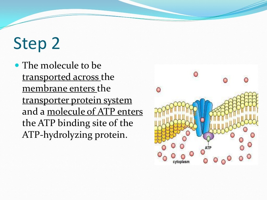 Chapter 3 structure and functions