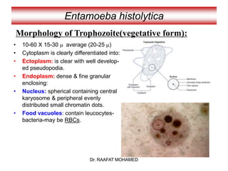 Dr. RAAFAT MOHAMED
• 10-60 X 15-30 m average (20-25 m)
• Cytoplasm is clearly differentiated into:
• Ectoplasm: is clear with well develop-
ed pseudopodia.
• Endoplasm: dense & fine granular
enclosing:
• Nucleus: spherical containing central
karyosome & peripheral evenly
distributed small chromatin dots.
• Food vacuoles: contain leucocytes-
bacteria-may be RBCs.
Entamoeba histolytica
Morphology of Trophozoite(vegetative form):
Dr. RAAFAT MOHAMED
 