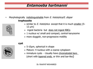 Dr. RAAFAT MOHAMED
Entamoeba hartmanni
Dr. RAAFAT MOHAMED
• Morphologically indistinguishable from E. histolytica/E. dispar
trophozoite
» similar to E. histolytica except that it is much smaller (5-
12 µm)
» ingest bacteria but does not ingest RBCs
» 1 nucleus w/ small and compact, central karyosome
» more sluggish, non-progressive motility
cyst
» 5-10µm, spherical in shape
» Mature: 4 nucleus with a coarse cytoplasm
» immature cysts - Usually have chromatoidal bars
(short with tapered ends, or thin and bar-like)
 