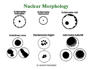 Dr. RAAFAT MOHAMED
Dr. RAAFAT MOHAMED
 