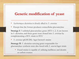 Genetic modification of yeast
• Saccharomyces diastaticus is closely allied to S. cerevisiae
• Except that the former produces extracellular glucoamylase
Strategy I: 3 unlinked glucoamylase genes (STA 1, 2, 3) are known
in S. diastaticus, and these genes were cloned into S. cerevisiae by
complementing a STA-
strain to STA+
• S. cerevisiae (pLHCD6)- lager brewer’s strains
Strategy II: S. diastaticus carrying genes responsible for
glucoamylase synthesis were also fused with S. uvarvm lager strain
• Fused strains is capable of utilizing melibiose and dextrin
as carbon sources 29
 