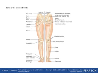 Prehospital Emergency Care, 10th
edition
Mistovich | Karren
Copyright © 2014, 2010, 2008 by Pearson Education, Inc.
All Rights Reserved
Bones of the lower extremity.
 