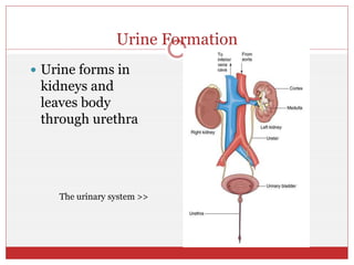 Urine Formation
 Urine forms in
kidneys and
leaves body
through urethra
The urinary system >>
 