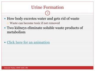 Urine Formation
 How body excretes water and gets rid of waste
 Waste can become toxic if not removed
 Two kidneys eliminate soluble waste products of
metabolism
 Click here for an animation
Deborah Walker, ARNP, BSN, MN
3
 