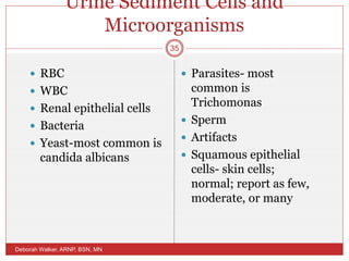 Urine Sediment Cells and
Microorganisms
 RBC
 WBC
 Renal epithelial cells
 Bacteria
 Yeast-most common is
candida albicans
 Parasites- most
common is
Trichomonas
 Sperm
 Artifacts
 Squamous epithelial
cells- skin cells;
normal; report as few,
moderate, or many
Deborah Walker, ARNP, BSN, MN
35
 