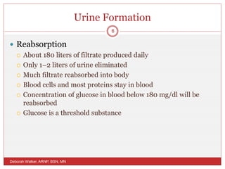 Urine Formation
 Reabsorption
 About 180 liters of filtrate produced daily
 Only 1–2 liters of urine eliminated
 Much filtrate reabsorbed into body
 Blood cells and most proteins stay in blood
 Concentration of glucose in blood below 180 mg/dl will be
reabsorbed
 Glucose is a threshold substance
Deborah Walker, ARNP, BSN, MN
6
 
