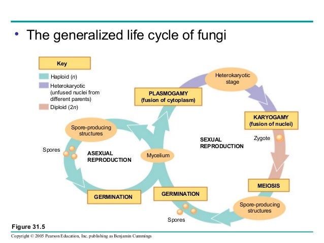 Sexual fusion and Hermaphroditism : r/SpeculativeEvolution