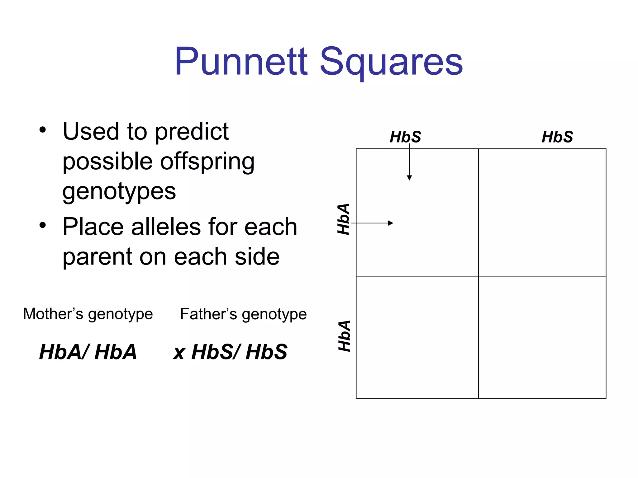 Punnett Squares
• Used to predict
possible offspring
genotypes
• Place alleles for each
parent on each side
HbA/ HbA x HbS/ HbS HbAHbA
HbS HbS
Mother’s genotype Father’s genotype
 
