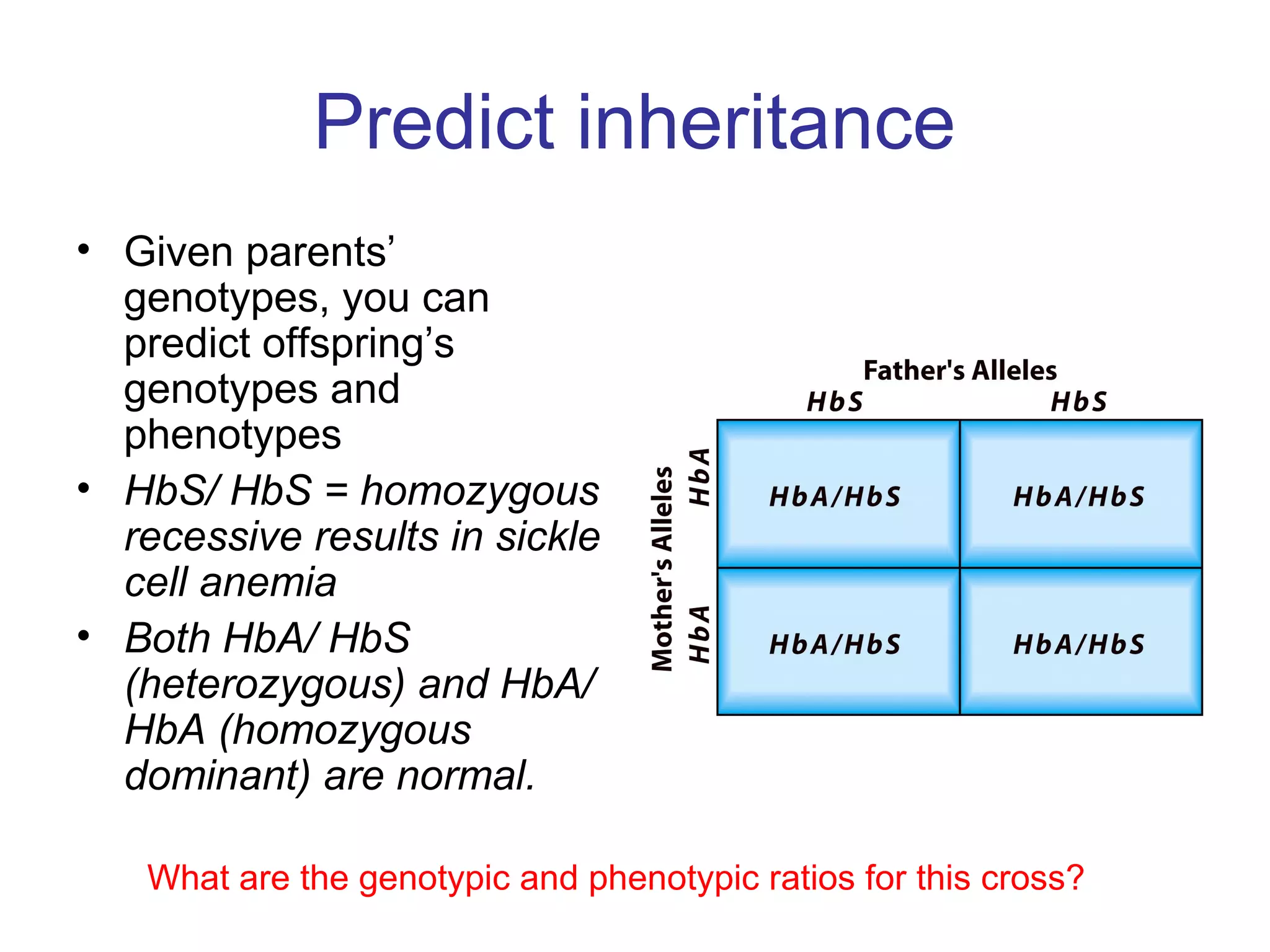 Predict inheritance
• Given parents’
genotypes, you can
predict offspring’s
genotypes and
phenotypes
• HbS/ HbS = homozygous
recessive results in sickle
cell anemia
• Both HbA/ HbS
(heterozygous) and HbA/
HbA (homozygous
dominant) are normal.
What are the genotypic and phenotypic ratios for this cross?
 