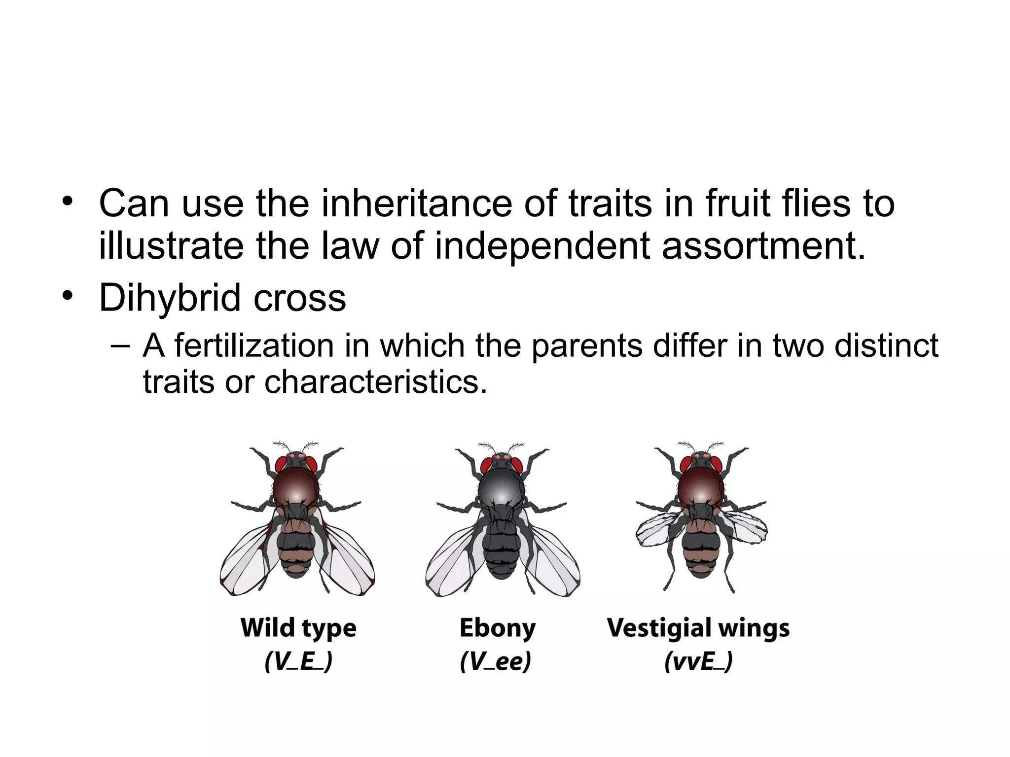 • Can use the inheritance of traits in fruit flies to
illustrate the law of independent assortment.
• Dihybrid cross
– A fertilization in which the parents differ in two distinct
traits or characteristics.
 