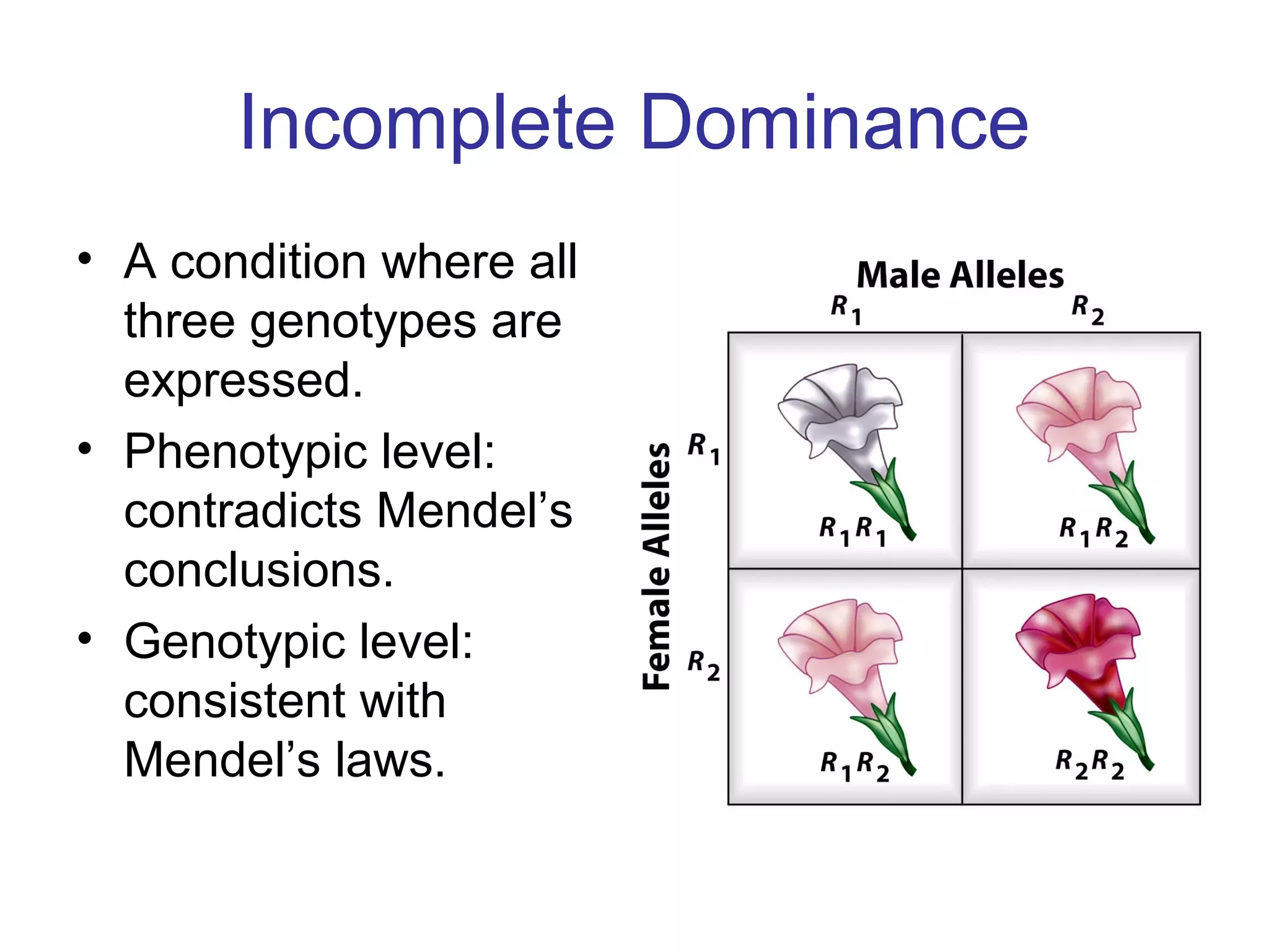 Incomplete Dominance
• A condition where all
three genotypes are
expressed.
• Phenotypic level:
contradicts Mendel’s
conclusions.
• Genotypic level:
consistent with
Mendel’s laws.
 