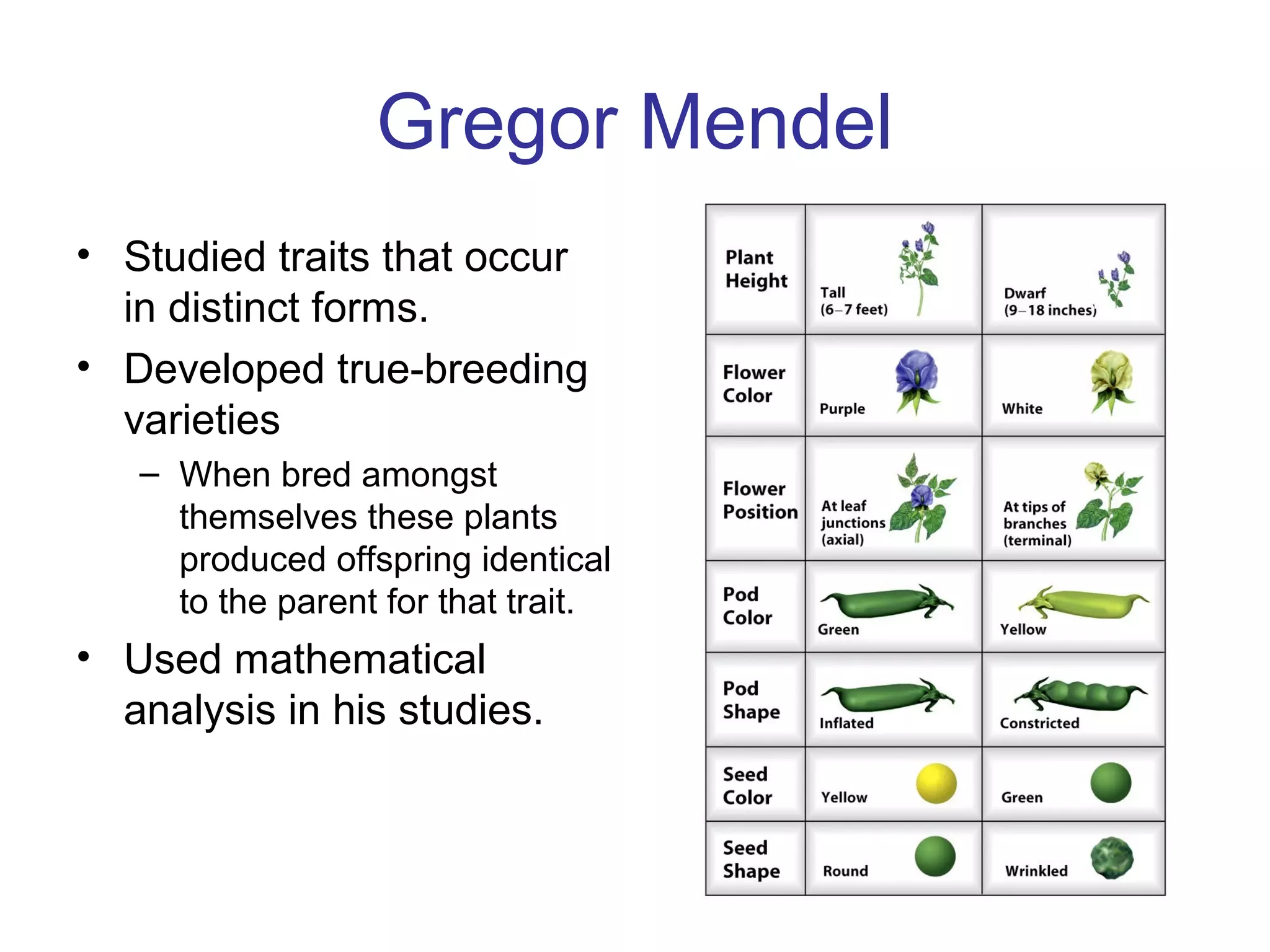 Gregor Mendel
• Studied traits that occur
in distinct forms.
• Developed true-breeding
varieties
– When bred amongst
themselves these plants
produced offspring identical
to the parent for that trait.
• Used mathematical
analysis in his studies.
 
