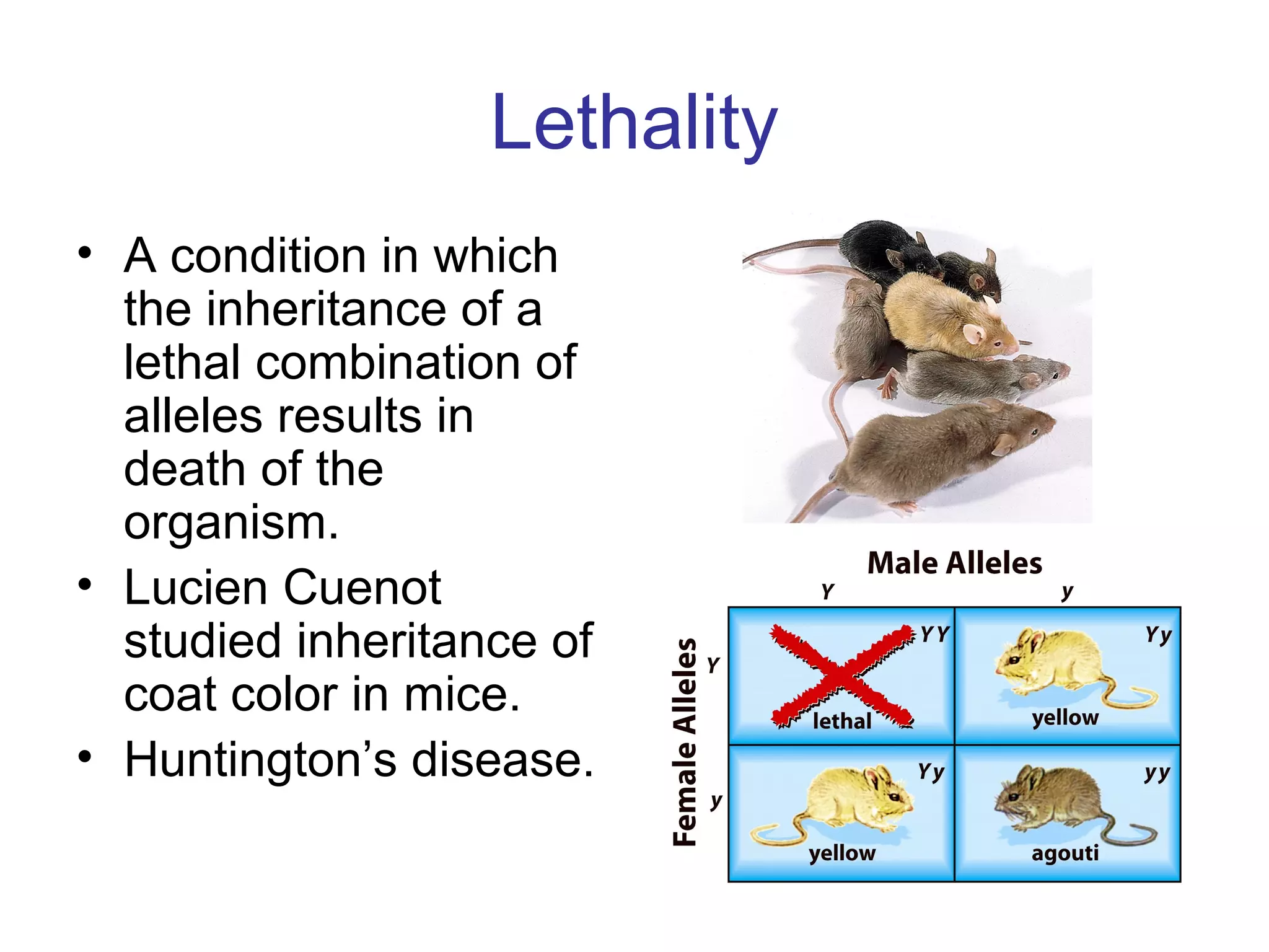 Lethality
• A condition in which
the inheritance of a
lethal combination of
alleles results in
death of the
organism.
• Lucien Cuenot
studied inheritance of
coat color in mice.
• Huntington’s disease.
 