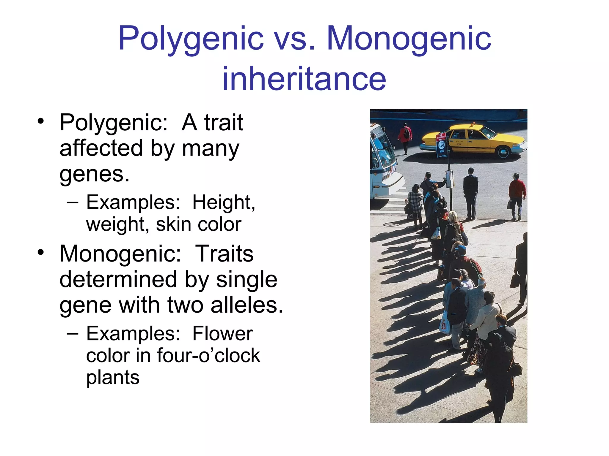 Polygenic vs. Monogenic
inheritance
• Polygenic: A trait
affected by many
genes.
– Examples: Height,
weight, skin color
• Monogenic: Traits
determined by single
gene with two alleles.
– Examples: Flower
color in four-o’clock
plants
 