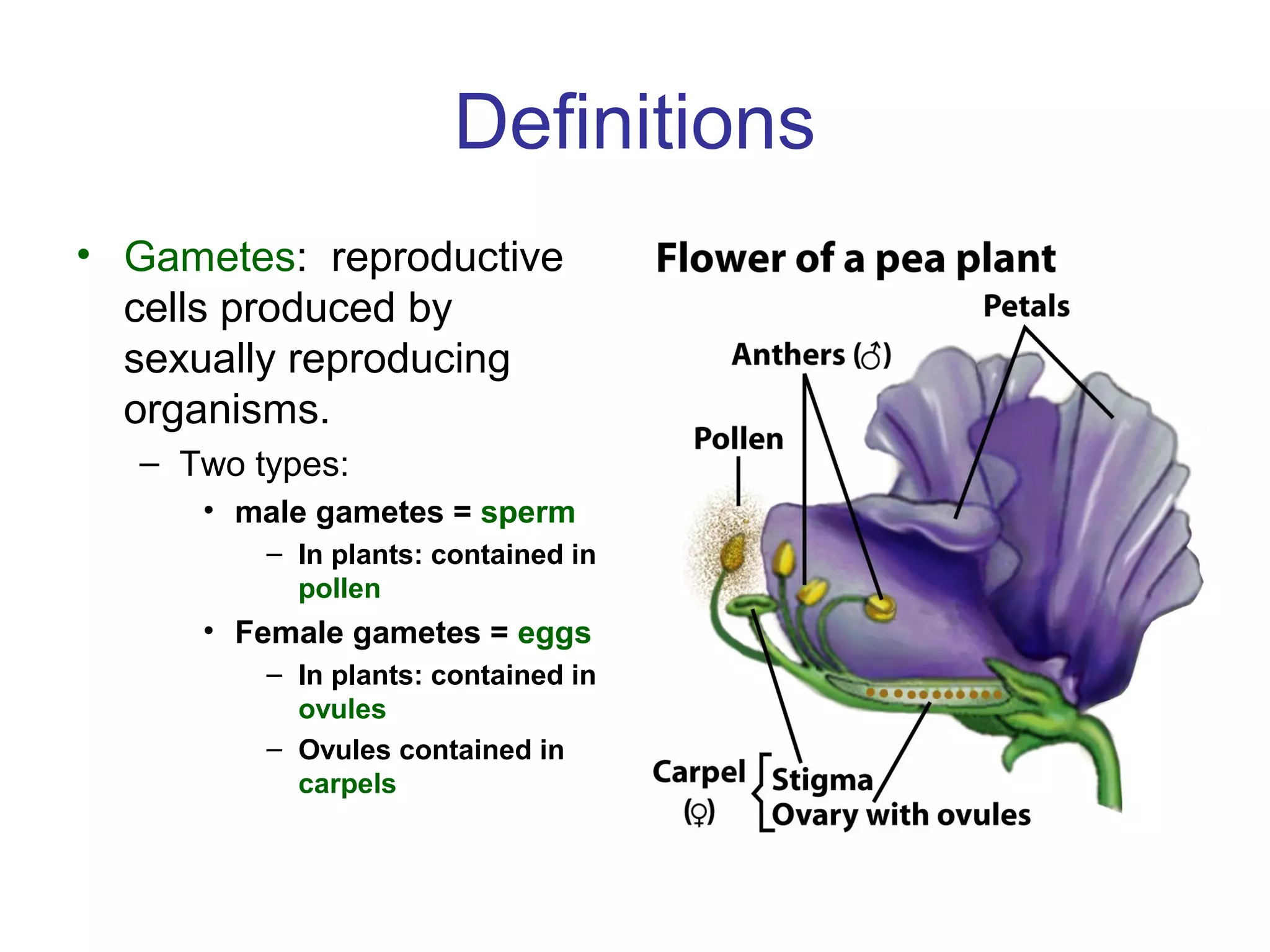 Definitions
• Gametes: reproductive
cells produced by
sexually reproducing
organisms.
– Two types:
• male gametes = sperm
– In plants: contained in
pollen
• Female gametes = eggs
– In plants: contained in
ovules
– Ovules contained in
carpels
 