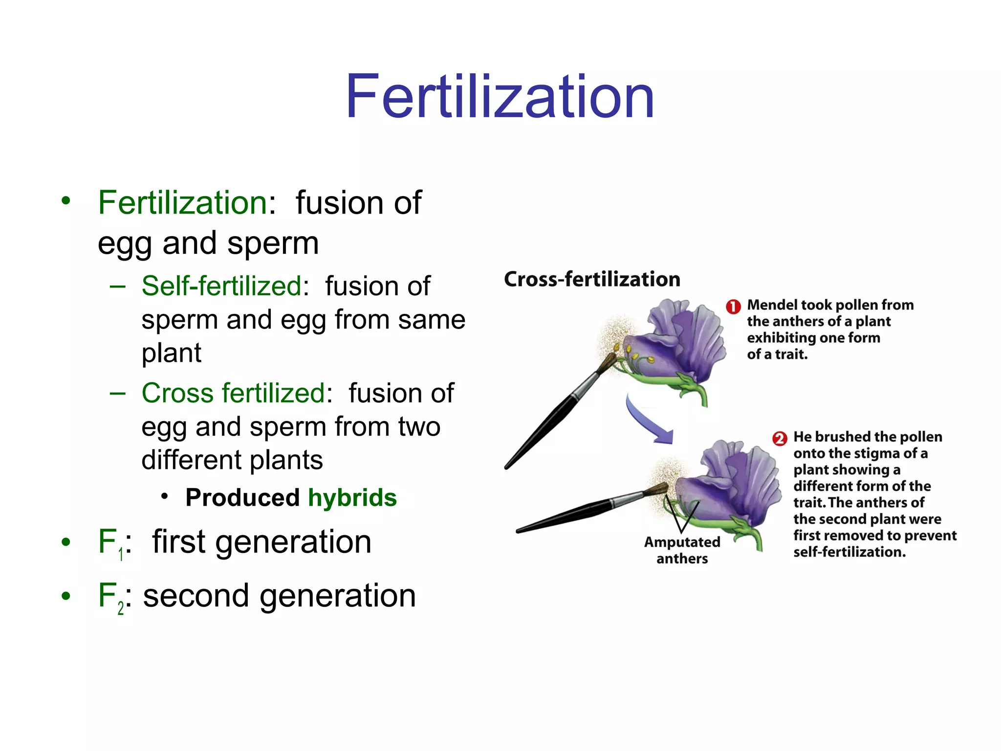 Fertilization
• Fertilization: fusion of
egg and sperm
– Self-fertilized: fusion of
sperm and egg from same
plant
– Cross fertilized: fusion of
egg and sperm from two
different plants
• Produced hybrids
• F1: first generation
• F2: second generation
 