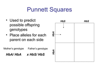 Punnett Squares
• Used to predict
possible offspring
genotypes
• Place alleles for each
parent on each side
HbA/ HbA x HbS/ HbS HbAHbA
HbS HbS
Mother’s genotype Father’s genotype
 