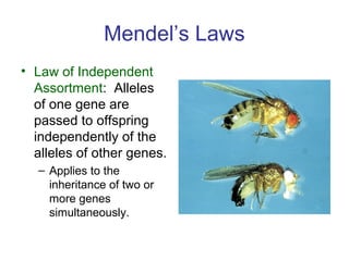Mendel’s Laws
• Law of Independent
Assortment: Alleles
of one gene are
passed to offspring
independently of the
alleles of other genes.
– Applies to the
inheritance of two or
more genes
simultaneously.
 