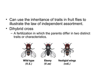 • Can use the inheritance of traits in fruit flies to
illustrate the law of independent assortment.
• Dihybrid cross
– A fertilization in which the parents differ in two distinct
traits or characteristics.
 