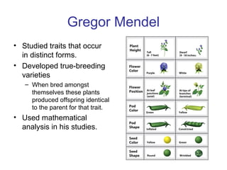 Gregor Mendel
• Studied traits that occur
in distinct forms.
• Developed true-breeding
varieties
– When bred amongst
themselves these plants
produced offspring identical
to the parent for that trait.
• Used mathematical
analysis in his studies.
 