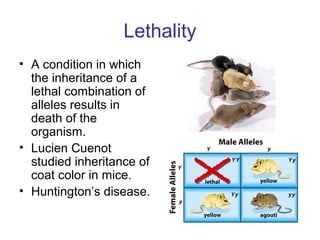Lethality
• A condition in which
the inheritance of a
lethal combination of
alleles results in
death of the
organism.
• Lucien Cuenot
studied inheritance of
coat color in mice.
• Huntington’s disease.
 