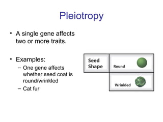 Pleiotropy
• A single gene affects
two or more traits.
• Examples:
– One gene affects
whether seed coat is
round/wrinkled
– Cat fur
 