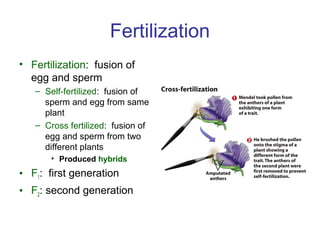Fertilization
• Fertilization: fusion of
egg and sperm
– Self-fertilized: fusion of
sperm and egg from same
plant
– Cross fertilized: fusion of
egg and sperm from two
different plants
• Produced hybrids
• F1: first generation
• F2: second generation
 