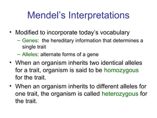 Mendel’s Interpretations
• Modified to incorporate today’s vocabulary
– Genes: the hereditary information that determines a
single trait
– Alleles: alternate forms of a gene
• When an organism inherits two identical alleles
for a trait, organism is said to be homozygous
for the trait.
• When an organism inherits to different alleles for
one trait, the organism is called heterozygous for
the trait.
 