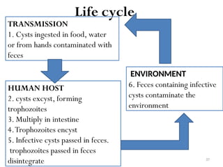 37
TRANSMISSION
1. Cysts ingested in food, water
or from hands contaminated with
feces
HUMAN HOST
2. cysts excyst, forming
trophozoites
3. Multiply in intestine
4.Trophozoites encyst
5. Infective cysts passed in feces.
trophozoites passed in feces
disintegrate
ENVIRONMENT
6. Feces containing infective
cysts contaminate the
environment
Life cycle
 
