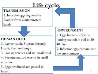 63
TRANSMISSION
1. Infective eggs ingested in
food or from contaminated
hands
HUMAN HOST
2. Larvae hatch. Migrate through
Heart, liver and lungs.
3. Pass up trachea and are swallowed
4. Become mature worms in small
intestine
5. Eggs produced and passed in
feces.
ENVIRONMENT
6. Eggs become infective
(embryonated) in soil in 30-
40 days.
7. Infective eggs contaminate
the environment
Life cycle
 