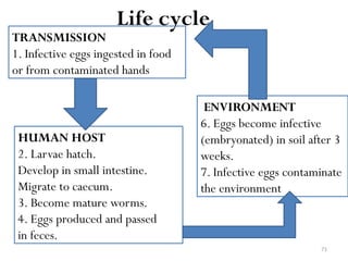 71
TRANSMISSION
1. Infective eggs ingested in food
or from contaminated hands
HUMAN HOST
2. Larvae hatch.
Develop in small intestine.
Migrate to caecum.
3. Become mature worms.
4. Eggs produced and passed
in feces.
ENVIRONMENT
6. Eggs become infective
(embryonated) in soil after 3
weeks.
7. Infective eggs contaminate
the environment
Life cycle
 