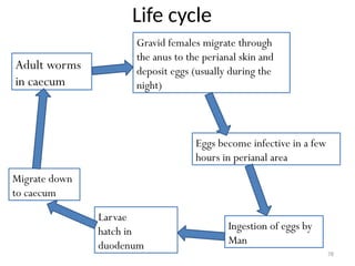 78
Life cycle
Adult worms
in caecum
Gravid females migrate through
the anus to the perianal skin and
deposit eggs (usually during the
night)
Eggs become infective in a few
hours in perianal area
Ingestion of eggs by
Man
Larvae
hatch in
duodenum
Migrate down
to caecum
 
