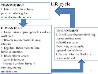 85
TRANSMISSION
1. Infective filariform larvae
penetrate skin, e.g. feet.
Autoinfection also occurs
HUMAN HOST
2. Larvae migrate, pass up trachea and are
swallowed.
3. Become mature worms in small
intestine
4. Eggs laid. Hatch rhabditi form
larvae in intestine.
5. Rhabditiform larvae:
- Passed in feces, or
- Become filariform larvae in
intestine, causing
atutoinfection.
ENVIRONMENT
6. In soil larvae become freeliving
worms produce more
rhabditiform larvae
Free-living cycle can be
repeated several times
7. Become infective filariform
larvae in the soil
Life cycle
 