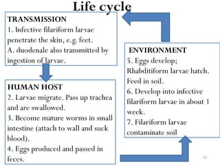 93
TRANSMISSION
1. Infective filariform larvae
penetrate the skin, e.g. feet.
A. duodenale also transmitted by
ingestion of larvae.
HUMAN HOST
2. Larvae migrate. Pass up trachea
and are swallowed.
3. Become mature worms in small
intestine (attach to wall and suck
blood).
4. Eggs produced and passed in
feces.
ENVIRONMENT
5. Eggs develop;
Rhabditiform larvae hatch.
Feed in soil.
6. Develop into infective
filariform larvae in about 1
week.
7. Filariform larvae
contaminate soil
Life cycle
 