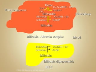 Heme O2 NADPH + H+ NADP+ Fe3+ CO Biliverdin NADPH + H+ NADP Biliverdin reductase Bilirubin Macrophage Bilirubin -Albumin complex Blood Heme oxygenase NADPH + H+ NADP Biliverdin reductase Bilirubin Bilirubin diglucoronide BILE 
