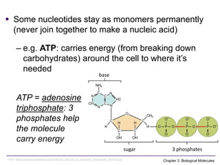 Comprehensive Overview of Biological Molecules and Their Functions in ...