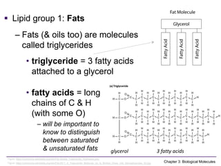 Comprehensive Overview of Biological Molecules and Their Functions in ...