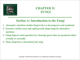 CHAPTER 31
FUNGI
Copyright © 2002 Pearson Education, Inc., publishing as Benjamin Cummings
Section A: Introduction to the Fungi
1. Absorptive nutrition enables fungi to live as decomposers and symbionts
2. Extensive surface area and rapid growth adapt fungi for absorptive
nutrition
3. Fungi disperse and reproduce by releasing spores that are produced either
sexually or asexually
4. Many fungi have a heterokaryotic stage
 