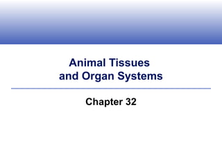 Animal Tissues
and Organ Systems

    Chapter 32
 