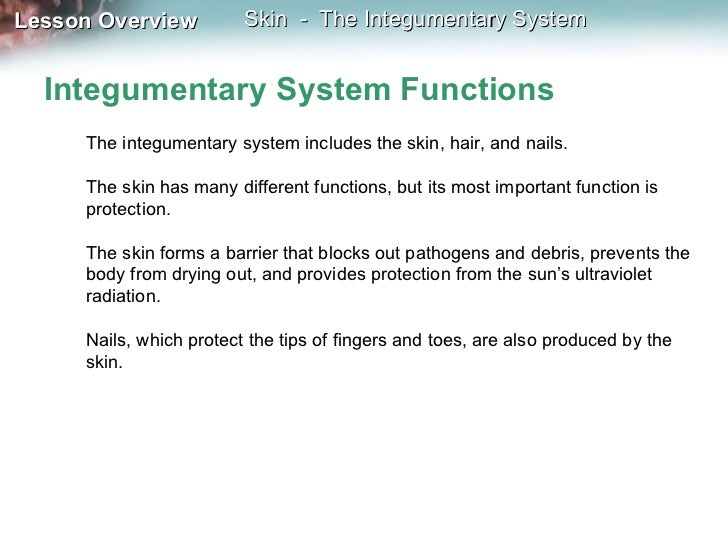 what is the most important function of the integumentary system