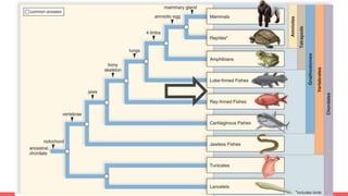 Tree and When Things Evolved!!!
 