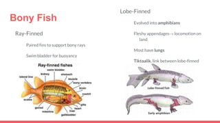 Bony Fish
Ray-Finned
Paired fins to support bony rays
Swim bladder for buoyancy
Streamlined shape
Bony scales for protection
Lobe-Finned
Evolved into amphibians
Fleshy appendages→ locomotion on
land
Most have lungs
Tiktaalik, link between lobe-finned
fish and amphibians
 