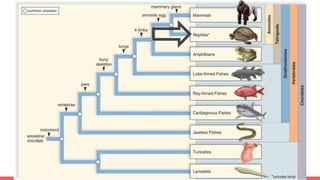Tree and When Things Evolved!!!
 