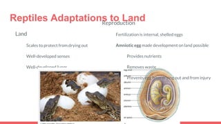 Reptiles Adaptations to Land
Land
Scales to protect from drying out
Well-developed senses
Well-developed lungs
Reproduction
Fertilization is internal, shelled eggs
Amniotic egg made development on land possible
Provides nutrients
Removes waste
Prevents egg from drying out and from injury
 