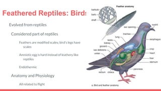Feathered Reptiles: Birds
Evolved from reptiles
Considered part of reptiles
Feathers are modified scales; bird’s legs have
scales
Amniotic egg is hard instead of leathery like
reptiles
Endothermic
Anatomy and Physiology
All related to flight
 