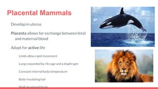 Placental Mammals
Develop in uterus
Placenta allows for exchange between fetal
and maternal blood
Adapt for active life
Limbs allow rapid movement
Lungs expanded by rib cage and a diaphragm
Constant internal body temperature
Body-insulating hair
Well-developed brain
 